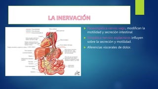  Parasimpática nervio vago, modifican la
motilidad y secreción intestinal
 Simpática nervios esplacnicos influyen
sobre la secreción y motilidad.
 Aferencias viscerales de dolor.
 