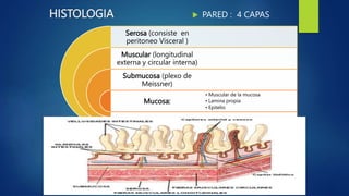 HISTOLOGIA
Serosa (consiste en
peritoneo Visceral )
Muscular (longitudinal
externa y circular interna)
Submucosa (plexo de
Meissner)
Mucosa:
• Muscular de la mucosa
• Lamina propia
• Epitelio
 PARED : 4 CAPAS
 