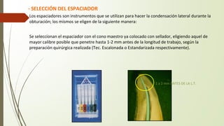 Se seleccionan el espaciador con el cono maestro ya colocado con sellador, eligiendo aquel de
mayor calibre posible que penetre hasta 1-2 mm antes de la longitud de trabajo, según la
preparación quirúrgica realizada (Tec. Escalonada o Estandarizada respectivamente).
- SELECCIÓN DEL ESPACIADOR
1 a 2 mm ANTES DE LA L.T.
Los espaciadores son instrumentos que se utilizan para hacer la condensación lateral durante la
obturación; los mismos se eligen de la siguiente manera:
 