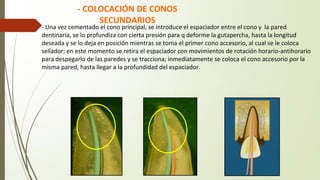 - COLOCACIÓN DE CONOS
SECUNDARIOS
- Una vez cementado el cono principal, se introduce el espaciador entre el cono y la pared
dentinaria, se lo profundiza con cierta presión para q deforme la gutapercha, hasta la longitud
deseada y se lo deja en posición mientras se toma el primer cono accesorio, al cual se le coloca
sellador; en este momento se retira el espaciador con movimientos de rotación horario-antihorario
para despegarlo de las paredes y se tracciona; inmediatamente se coloca el cono accesorio por la
misma pared, hasta llegar a la profundidad del espaciador.
 