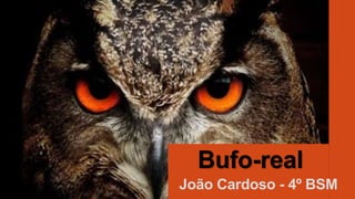 Bufo-real
João Cardoso - 4º BSM
 