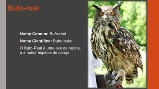 Bufo-real
• Nome Comum: Bufo-real
• Nome Científico: Bubo bubo
• O Bufo-Real é uma ave de rapina,
e a maior espécie de coruja
 