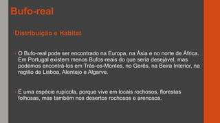Distribuição e Habitat
• O Bufo-real pode ser encontrado na Europa, na Ásia e no norte de África.
Em Portugal existem menos Bufos-reais do que seria desejável, mas
podemos encontrá-los em Trás-os-Montes, no Gerês, na Beira Interior, na
região de Lisboa, Alentejo e Algarve.
• É uma espécie rupícola, porque vive em locais rochosos, florestas
folhosas, mas também nos desertos rochosos e arenosos.
Bufo-real
 
