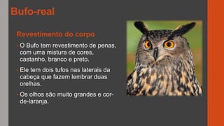 Revestimento do corpo
• O Bufo tem revestimento de penas,
com uma mistura de cores,
castanho, branco e preto.
• Ele tem dois tufos nas laterais da
cabeça que fazem lembrar duas
orelhas.
• Os olhos são muito grandes e cor-
de-laranja.
Bufo-real
 