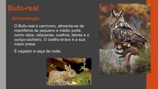 Alimentação
• O Bufo-real é carnívoro, alimenta-se de
mamíferos de pequeno e médio porte,
como ratos, ratazanas, coelhos, lebres e o
ouriço-cacheiro. O coelho-bravo é a sua
maior presa
• É caçador e caça de noite.
Bufo-real
 