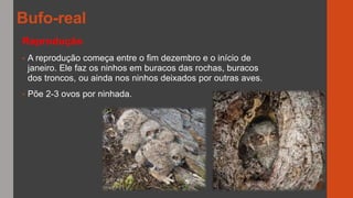 Reprodução
• A reprodução começa entre o fim dezembro e o início de
janeiro. Ele faz os ninhos em buracos das rochas, buracos
dos troncos, ou ainda nos ninhos deixados por outras aves.
• Põe 2-3 ovos por ninhada.
Bufo-real
 