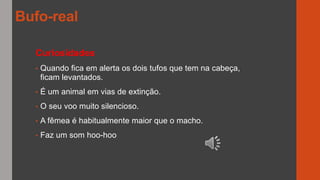 Curiosidades
• Quando fica em alerta os dois tufos que tem na cabeça,
ficam levantados.
• É um animal em vias de extinção.
• O seu voo muito silencioso.
• A fêmea é habitualmente maior que o macho.
• Faz um som hoo-hoo
Bufo-real
 