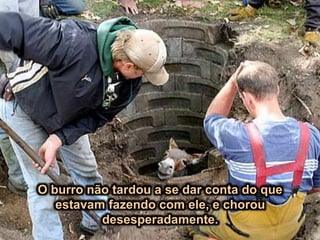 O burro não tardou a se dar conta do que
estavam fazendo com ele, e chorou
desesperadamente.
 