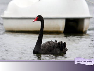 Maria Vaz KönigMaria Vaz König
 