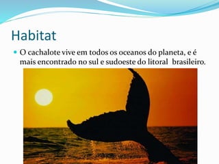 Habitat
 O cachalote vive em todos os oceanos do planeta, e é
mais encontrado no sul e sudoeste do litoral brasileiro.
 