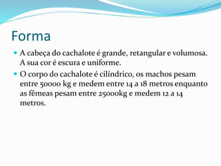 Forma
 A cabeça do cachalote é grande, retangular e volumosa.
A sua cor é escura e uniforme.
 O corpo do cachalote é cilíndrico, os machos pesam
entre 50000 kg e medem entre 14 a 18 metros enquanto
as fêmeas pesam entre 25000kg e medem 12 a 14
metros.
 