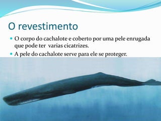 O revestimento
 O corpo do cachalote e coberto por uma pele enrugada
que pode ter varias cicatrizes.
 A pele do cachalote serve para ele se proteger.
 