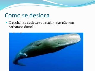 Como se desloca
 O cachalote desloca-se a nadar, mas não tem
barbatana dorsal.
 