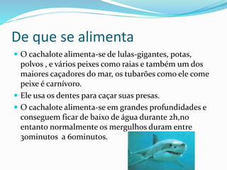 De que se alimenta
 O cachalote alimenta-se de lulas-gigantes, potas,
polvos , e vários peixes como raias e também um dos
maiores caçadores do mar, os tubarões como ele come
peixe é carnívoro.
 Ele usa os dentes para caçar suas presas.
 O cachalote alimenta-se em grandes profundidades e
conseguem ficar de baixo de água durante 2h,no
entanto normalmente os mergulhos duram entre
30minutos a 60minutos.
 
