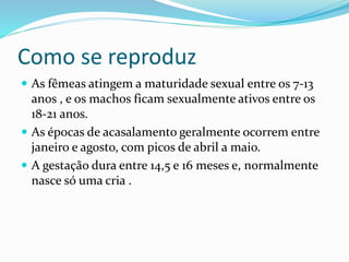 Como se reproduz
 As fêmeas atingem a maturidade sexual entre os 7-13
anos , e os machos ficam sexualmente ativos entre os
18-21 anos.
 As épocas de acasalamento geralmente ocorrem entre
janeiro e agosto, com picos de abril a maio.
 A gestação dura entre 14,5 e 16 meses e, normalmente
nasce só uma cria .
 