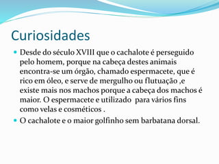 Curiosidades
 Desde do século XVIII que o cachalote é perseguido
pelo homem, porque na cabeça destes animais
encontra-se um órgão, chamado espermacete, que é
rico em óleo, e serve de mergulho ou flutuação ,e
existe mais nos machos porque a cabeça dos machos é
maior. O espermacete e utilizado para vários fins
como velas e cosméticos .
 O cachalote e o maior golfinho sem barbatana dorsal.
 