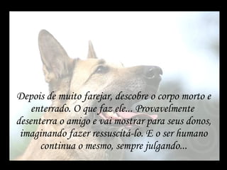 Depois de muito farejar, descobre o corpo morto e enterrado. O que faz ele... Provavelmente  desenterra o amigo e vai mostrar para seus donos, imaginando fazer ressuscitá-lo. E o ser humano continua o mesmo, sempre julgando... 