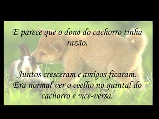 E parece que o dono do cachorro tinha razão. Juntos cresceram e amigos ficaram. Era normal ver o coelho no quintal do cachorro e vice-versa. 