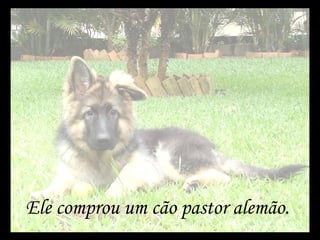 Ele comprou um cão pastor alemão. 