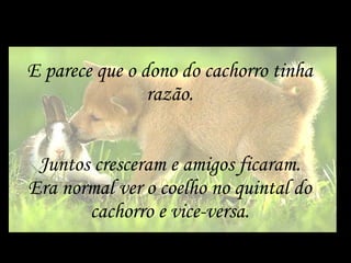 E parece que o dono do cachorro tinha razão. Juntos cresceram e amigos ficaram. Era normal ver o coelho no quintal do cachorro e vice-versa. 