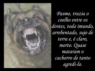Pasmo, trazia o coelho entre os dentes, todo imundo, arrebentado, sujo de terra e, é claro, morto. Quase mataram o cachorro de tanto agredi-lo. 