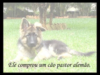 Ele comprou um cão pastor alemão. 