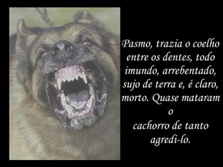 Pasmo, trazia o coelho entre os dentes, todo imundo, arrebentado, sujo de terra e, é claro, morto. Quase mataram o cachorro de   tanto agredi-lo. 
