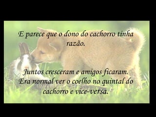 E parece que o dono do cachorro tinha razão. Juntos cresceram e amigos ficaram. Era normal ver o coelho no quintal do cachorro e vice -versa. 