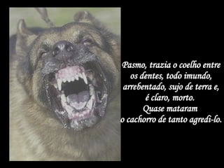 Pasmo, trazia o coelho entre os dentes, todo imundo, arrebentado, sujo de terra e, é claro, morto.  Quase mataram  o cachorro de tanto agredi-lo. 
