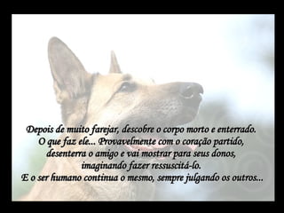 Depois de muito farejar, descobre o corpo morto e enterrado.  O que faz ele... Provavelmente com o coração partido,  desenterra o amigo e vai mostrar para seus donos,  imaginando fazer ressuscitá-lo.  E o ser humano continua o mesmo, sempre julgando os outros... 