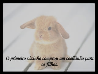O primeiro vizinho comprou um coelhinho para os filhos. 