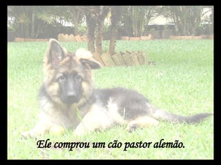 Ele comprou um cão pastor alemão. 