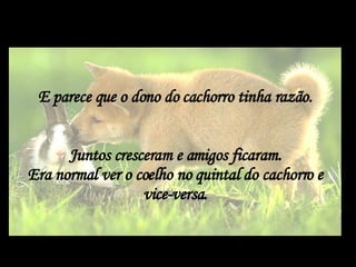 E parece que o dono do cachorro tinha razão. Juntos cresceram e amigos ficaram. Era normal ver o coelho no quintal do cachorro e vice-versa. 