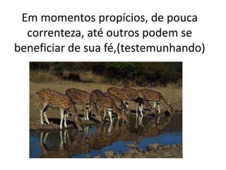Em momentos propícios, de pouca
correnteza, até outros podem se
beneficiar de sua fé,(testemunhando)
 