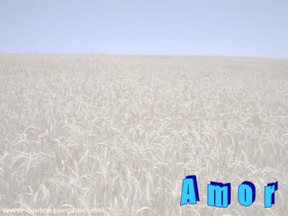 A  m  o  r 