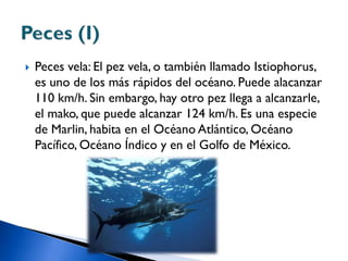    Peces vela: El pez vela, o también llamado Istiophorus,
    es uno de los más rápidos del océano. Puede alacanzar
    110 km/h. Sin embargo, hay otro pez llega a alcanzarle,
    el mako, que puede alcanzar 124 km/h. Es una especie
    de Marlin, habita en el Océano Atlántico, Océano
    Pacífico, Océano Índico y en el Golfo de México.
 