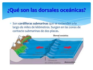 Son cordilleras submarinas que se extienden a lo
largo de miles de kilómetros. Surgen en las zonas de
contacto submarinas de dos placas.
¿Qué son las dorsales oceánicas?
 