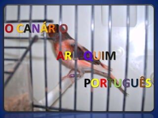  OCANÁRIO ARLEQUIM PORTUGUÊS 