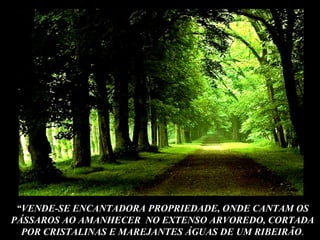 “ VENDE-SE ENCANTADORA PROPRIEDADE, ONDE CANTAM OS PÁSSAROS AO AMANHECER  NO EXTENSO ARVOREDO, CORTADA POR CRISTALINAS E MAREJANTES ÁGUAS DE UM RIBEIRÃO . 