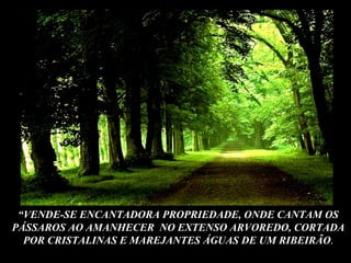 “ VENDE-SE ENCANTADORA PROPRIEDADE, ONDE CANTAM OS PÁSSAROS AO AMANHECER  NO EXTENSO ARVOREDO, CORTADA POR CRISTALINAS E MAREJANTES ÁGUAS DE UM RIBEIRÃO . 