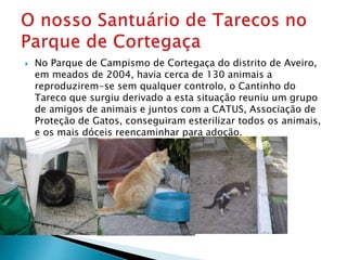  No Parque de Campismo de Cortegaça do distrito de Aveiro,
em meados de 2004, havia cerca de 130 animais a
reproduzirem-se sem qualquer controlo, o Cantinho do
Tareco que surgiu derivado a esta situação reuniu um grupo
de amigos de animais e juntos com a CATUS, Associação de
Proteção de Gatos, conseguiram esterilizar todos os animais,
e os mais dóceis reencaminhar para adoção.
 