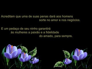 Acreditam que uma de suas penas dará aos homens  sorte no amor e nos negócios. E um pedaço de seu ninho garantirá  às mulheres a paixão e a fidelidade  do amado, para sempre. 