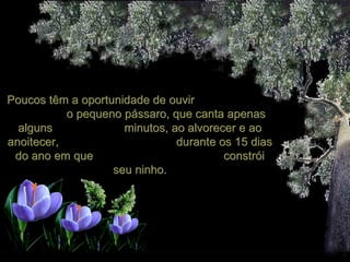Poucos têm a oportunidade de ouvir  o pequeno pássaro, que canta apenas alguns  minutos, ao alvorecer e ao anoitecer,  durante os 15 dias do ano em que  constrói seu ninho. 