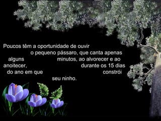 Poucos têm a oportunidade de ouvir  o pequeno pássaro, que canta apenas alguns  minutos, ao alvorecer e ao anoitecer,  durante os 15 dias do ano em que  constrói seu ninho. 