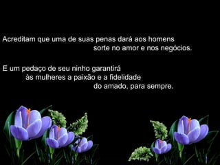 Acreditam que uma de suas penas dará aos homens  sorte no amor e nos negócios. E um pedaço de seu ninho garantirá  às mulheres a paixão e a fidelidade  do amado, para sempre. 