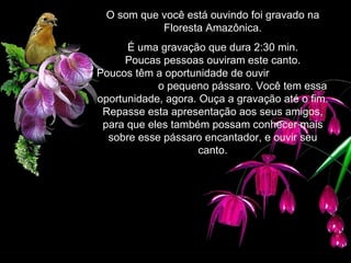 O som que você está ouvindo foi gravado na Floresta Amazônica. É uma gravação que dura 2:30 min. Poucas pessoas ouviram este canto. Poucos têm a oportunidade de ouvir  o pequeno pássaro. Você tem essa oportunidade, agora. Ouça a gravação até o fim.  Repasse esta apresentação aos seus amigos, para que eles também possam conhecer mais sobre esse pássaro encantador, e ouvir seu canto. 
