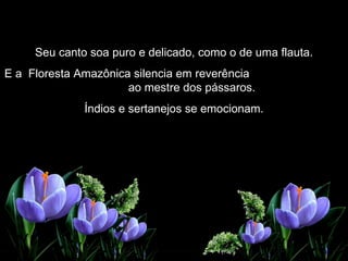 Seu canto soa puro e delicado, como o de uma flauta. E a  Floresta Amazônica silencia em reverência  ao mestre dos pássaros. Índios e sertanejos se emocionam. 