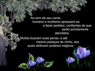 Ao som de seu canto,  homens e mulheres apressam-se  a fazer pedidos, confiantes de que  serão prontamente atendidos. Muitos buscam suas penas, e até  mesmo pedaços do ninho, aos quais atribuem poderes mágicos. 