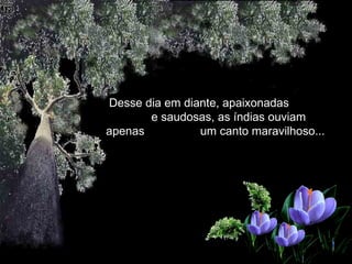   Desse dia em diante, apaixonadas  e saudosas, as índias ouviam apenas  um canto maravilhoso...  
