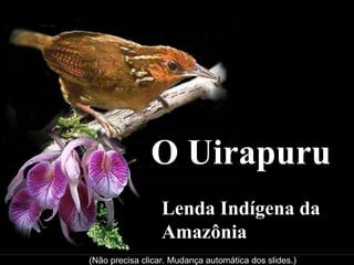 O Uirapuru Lenda Indígena da Amazônia (Não precisa clicar. Mudança automática dos slides.) 